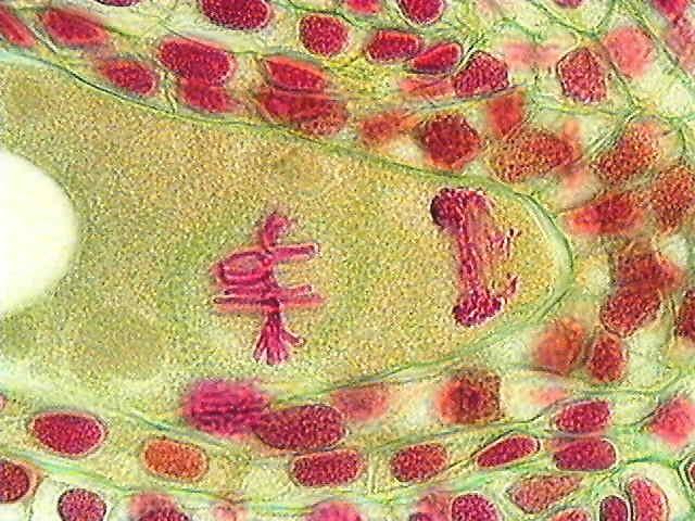 Metaphase during second mitosis. IASPRR Among the chalazal products of mitosis, the spindles are also oriented perpendicular to one another.