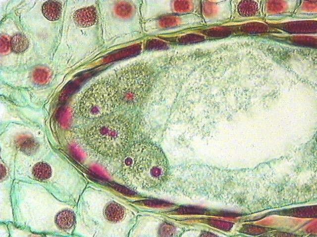 (1N) nuclei that will form the egg,