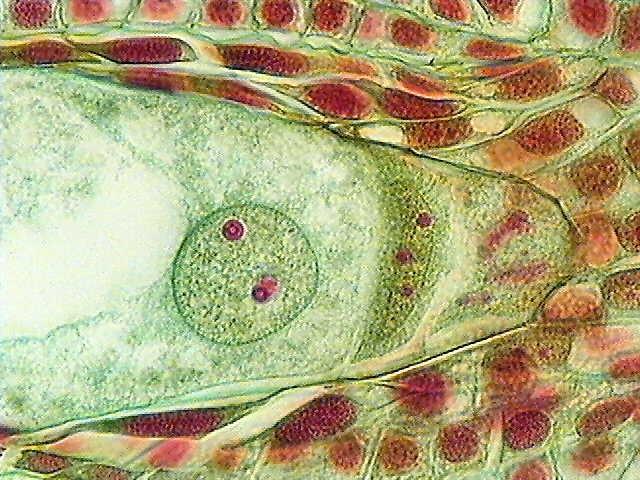 Maturing megagametophyte IASPRR The large chalazal nucleus is the 3N polar nucleus. The adjacent cell is a 3N antipodal cell.