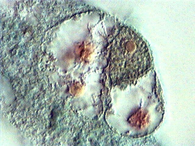 Triple fusion IASPRR The nucleus to the left is the 3N (formerly chalazal) polar nucleus.