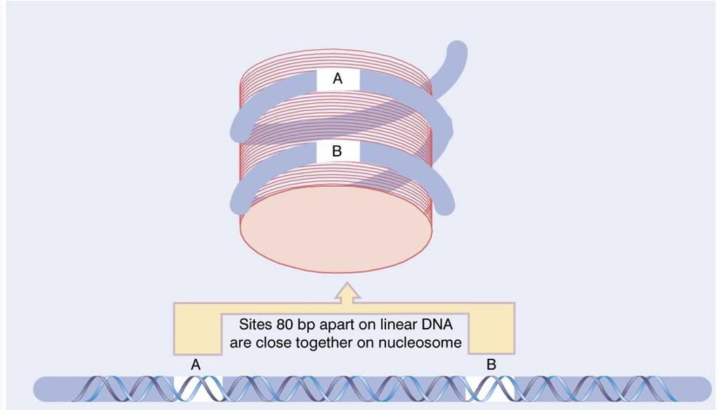 1st level of chromatin - nucleosomes 16 protein může interagovat se sekvencemi DNA, které leží na