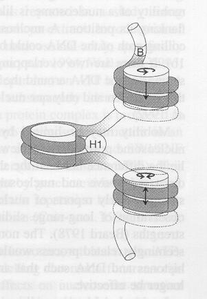 nucleosome mobility