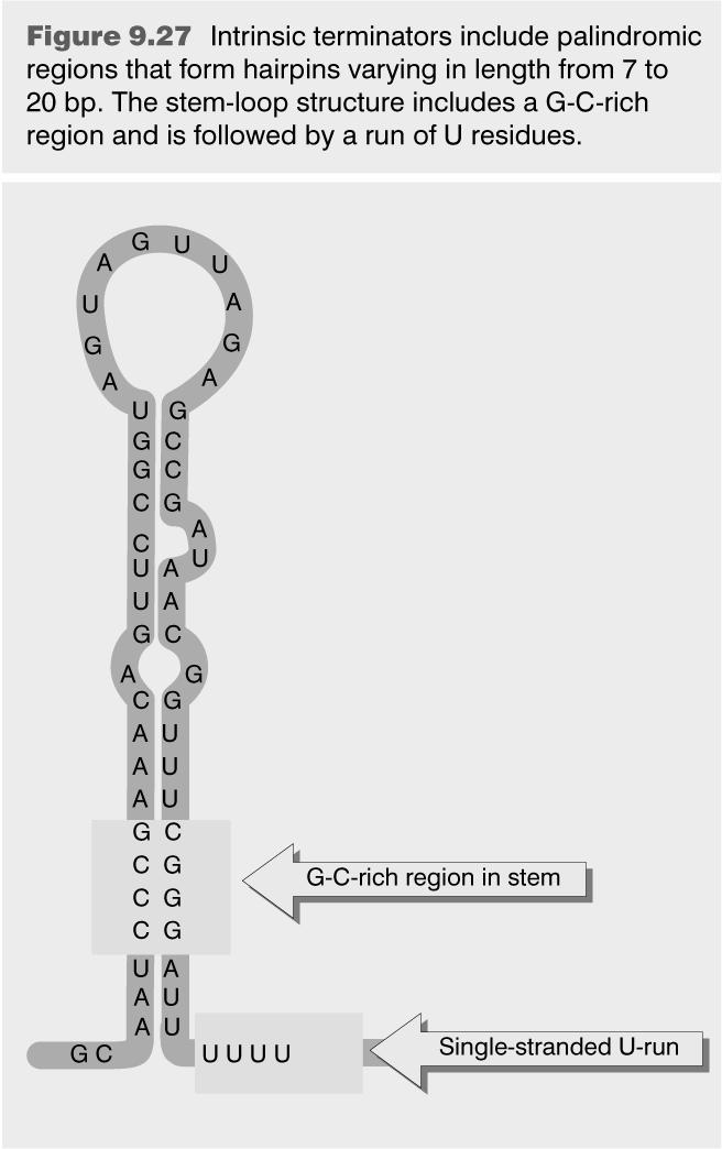 RNA 5 ss RNA