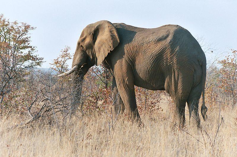 BIG FIVE GAME = the five most difficult animals in Africa to hunt on foot Lion African elephant Black rhino African Cape buffalo Leopard NEZNÁMÝ AUTOR. wikipedia.