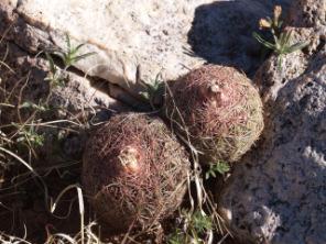 244 m, West Region de Coquimbo, Chile, GRAFTED ERIOCEREUS JUSBE RTII, d 3 cm d 5 cm