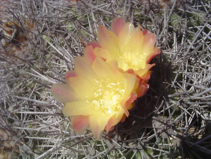 growing in hills and also plains / KP 761, Sierra Telahuen alt.