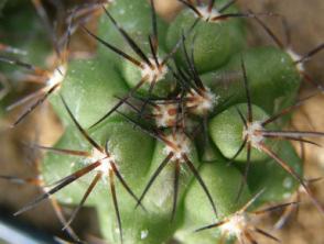 COPIAPOA coquimbana ( Karw. ex Rümpler ) Britton & Rose var. armata F.