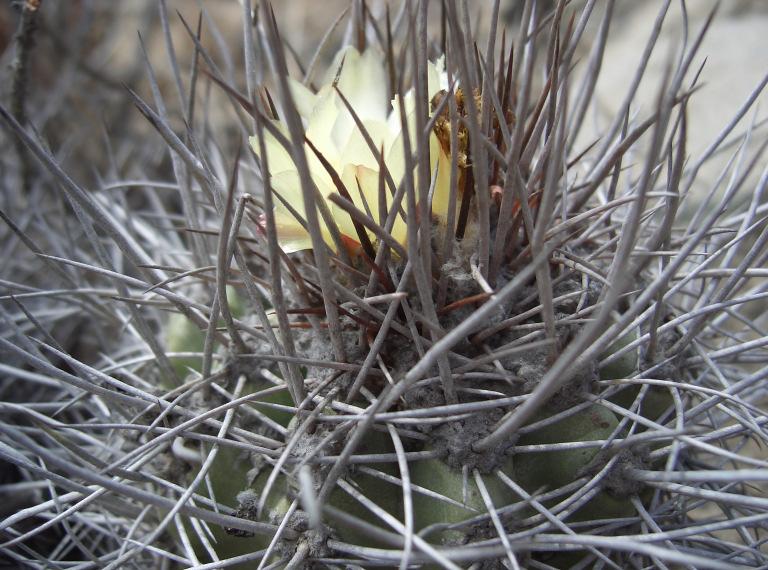 CORYPHANTHA poselgeriana Britton & Rose var. valida Heinrich ex Backeb.