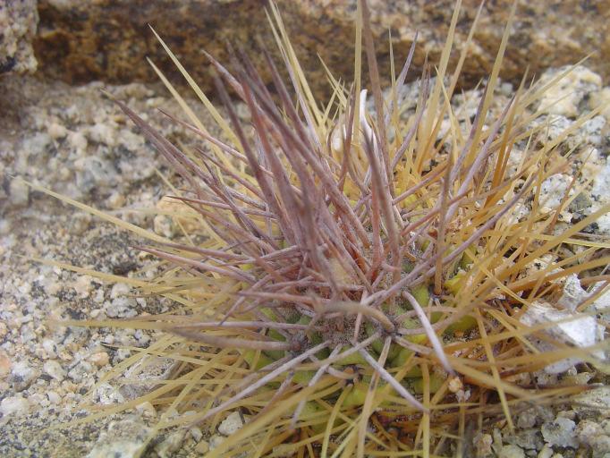 Coahuila, GRAFTED ERIOCEREUS JUSBE RTII, d 3 cm d 4 cm COPIAPOA coquimbana ( Karw.