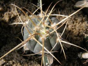 195 m, West Region de Atacama, Chile, GRAFTED, d 2,5 cm d 3,5 cm GYMNOCALYCIUM