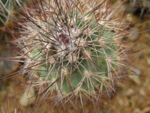 white till pink flowers / KSM 654, 7 km West of El Tajo alt.