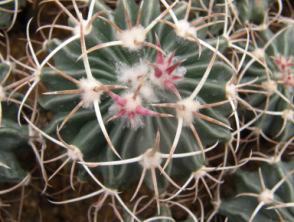 Slovakia / MZ 396, Mina Cielo / Sierra de la Paila /, Coahuila GRAFTED, d 3 cm d