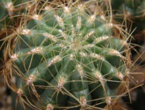 19. 1922 VERY FLAT SMALLER HARD CURVED SPINED NICE FORM / growing in large plains