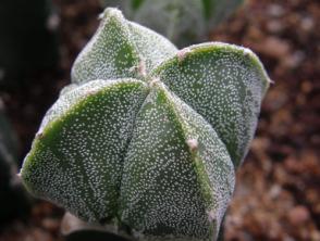 ASTROPHYTUM HYBRID PARENTS : ORNATUM FUKURYU WHITE FLOCKED