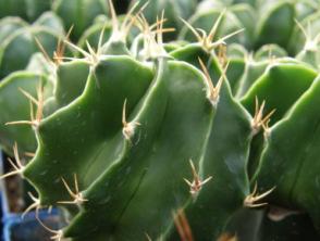 ASTROPHYTUM HYBRID PARENTS : ORNATUM FUKURYU NUDUM IMPORT CHINA X