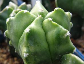 d 3 cm d 6 cm, GRAFTED ASTROPHYTUM HYBRID PARENTS : MYRIOSTIGMA CV.