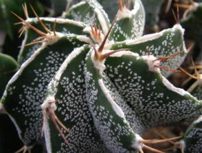 Nursery, d 4 cm d 7 cm, GRAFTED ASTROPHYTUM MYRIOSTIGMA CV.