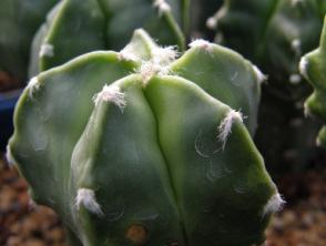 Nursery, d 3 cm d 6 cm, GRAFTED ASTROPHYTUM MYRIOSTIGMA CV.