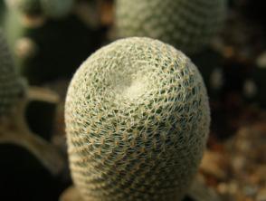 ECHINOPSIS famatimensis var. sanjuanensis Rausch Kakteen And. Sukk. 28(4): 75.