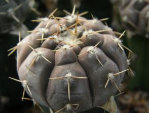 La Rioja, Argentina d 2 cm d 3 cm, GRAFTED GYMNOCALYCIUM esperanzae Řepka & Kulhánek