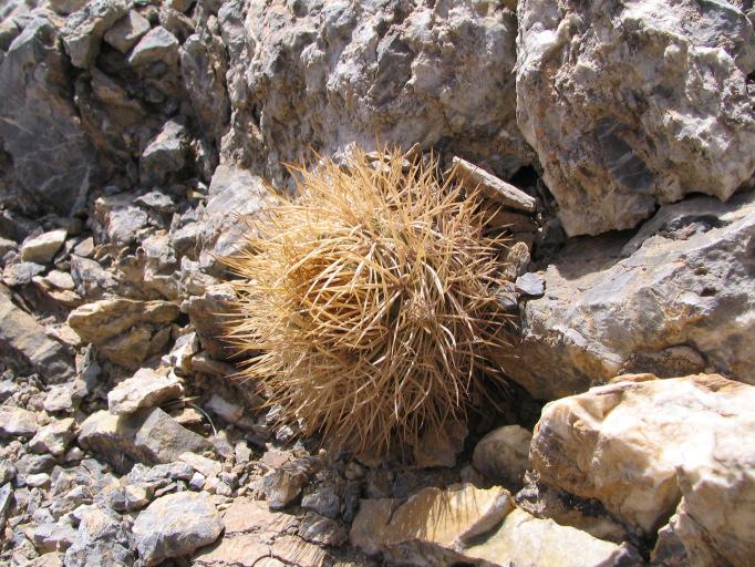 chocolate till silver body plants with white, brown till black spines, origin authentic