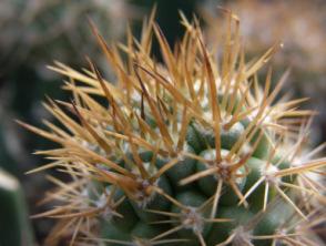 La Rioja, Argentina, d 3 cm d 4 cm, GRAFTED ERIOCEREUS JUSBERTII ERIOSYCE Eriosyce subsect.