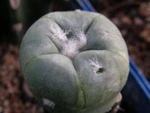 LOPHOPHORA alberto-vojtechii Bohata, Myšák & Šnicer Cactus & Co.