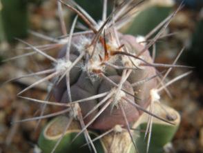 1715 m, San Luis Potosi, Mexico, d 2,5 cm 3,5 cm, GRAFTED GYMNOCALYCIUM spegazzinii