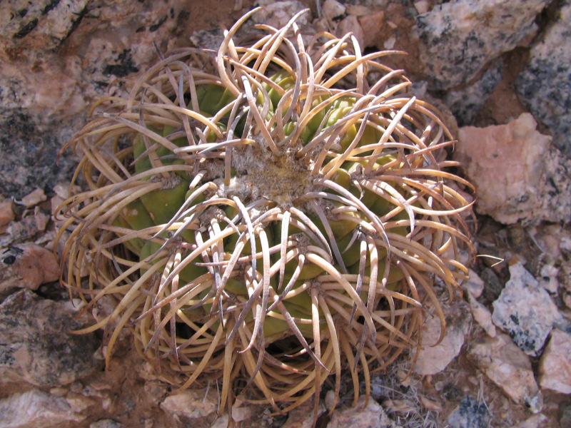 POPULATION ONLY CLEAR WHITE FLOWERING NICE NEW SUBSPECIES / NEWS, ATYPICAL BLACK