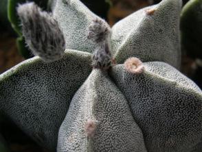 Salta, Argentina d 2 cm d 3,5 cm, GRAFTED ASTROPHYTUM HYBRID PARENTS : ASTERIAS NUDUM