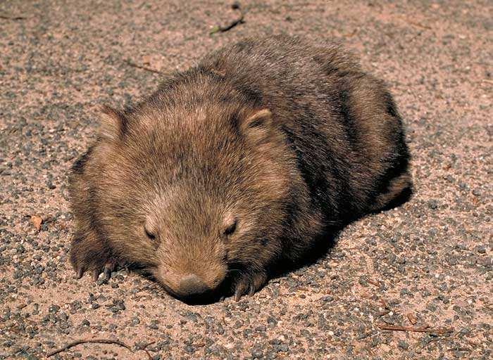 Diprotodontia - neúplný