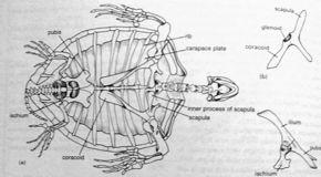 periferní vs. Verterbrální, pleurální a marginální Plastron: 4 páry + entoplastron vs.