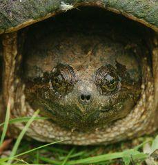 do 250 cm (1000 kg), kožatka velká (Dermochelys coriacea):