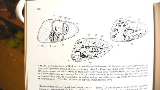 c.pulmonare, c.arteriosum výhody/nevýhody srv.