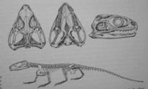 haterie Spenodon punctatus (incl.s.guentheri -300 ex.), 60 cm.