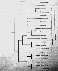 Lepidosauria 6000 spp. ještěrů + 3500 spp. hadů Šupinatí Squamata 9700 spp.