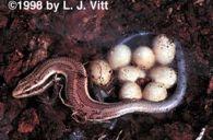velmi drobní, živorodí (+/- placenta), noční, suché oblasti, c-nam Eumectes fasciatus Blízký