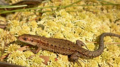 autotomie, stehenní póry, většinou vejcorodé Tejovčíkovití Gymnophtalmiodae 150 spp.