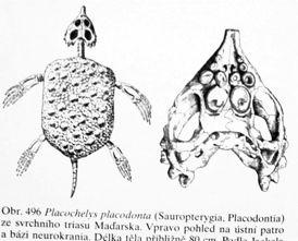 ), dlouhý ocas, řada gastralií podobně jako u Notosauria a