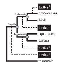 Původ Chelonia NE basální Anapsida ale možné fylogenetické posice Archosauria!!! Lepidosauria!!! 2012,!