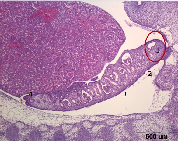 124 TK 12,5 mm Sagitální řez Carnegie stádium: 17 Den: 41 Barvení: hematoxylin-eozin 1. Wolffův vývod 2.