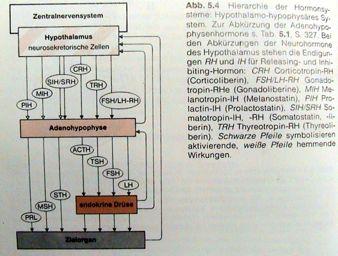 Humorální regulace " Hypothalamicko-hypofysární osa: Hypothalamus (RF,IF) neurohypofýza (ox,vas.) adeno- hypofýza (FSH,LH,ACTH,STH etc.