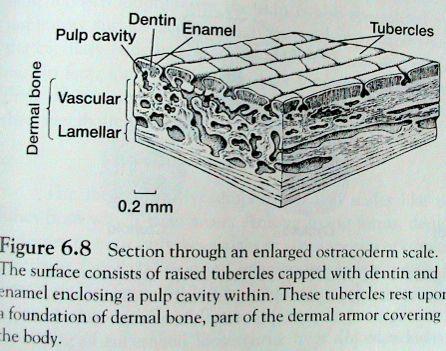 Exoskelet - dermální kosti