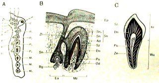 (Teleostei): cykloidní,