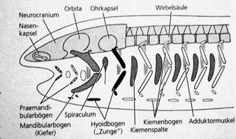 " axiální endoskelet: chorda (chordomesoderm), sklerotom somitů: obratle = perichordální arcualia (apofýzy) + centra (pleuro- a