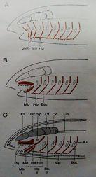 Diferenciace viscerocrania z kostry