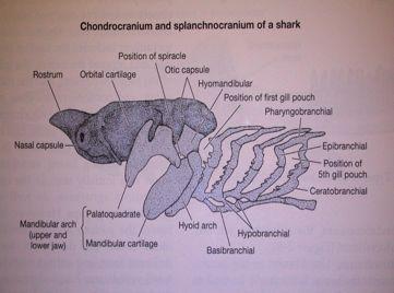 chrupav itý endoskelet: paleocranium