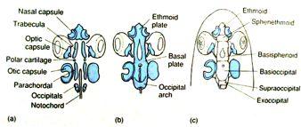 viscerocranium= splanchnocranium