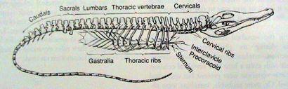Žebra (costae) chybí jen u Agnatha, chimer, latimerie - na myoseptech: - ventrální žebra - vnitřní vrstva myomer (ploutvovci, larvy