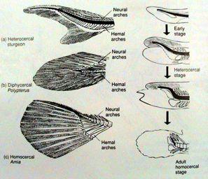 - dorsální (na septum horisontale) - u bichirů a Tetrapoda Hrudník a kost prsní (sternum) Tetrapoda, funkční spojení (hrudník) -Amniota